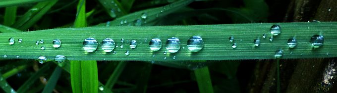 Blatt mit Wassertropfen3