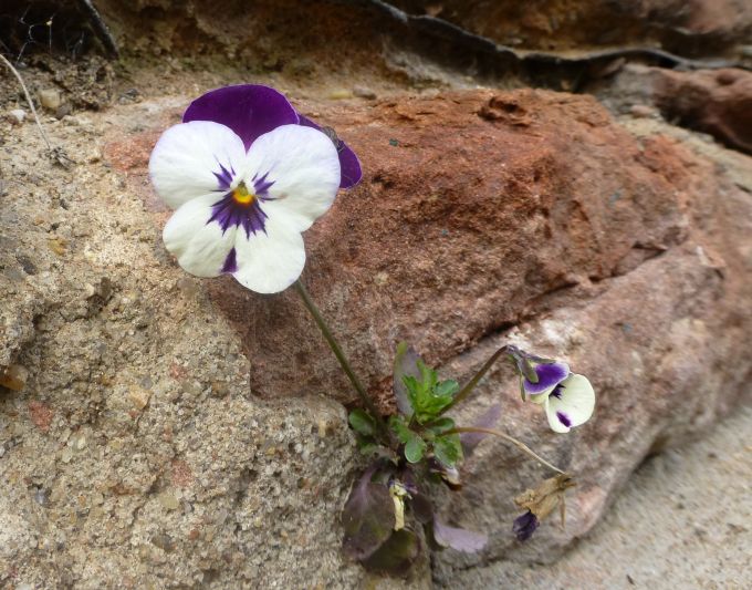 Mauerblümchen1