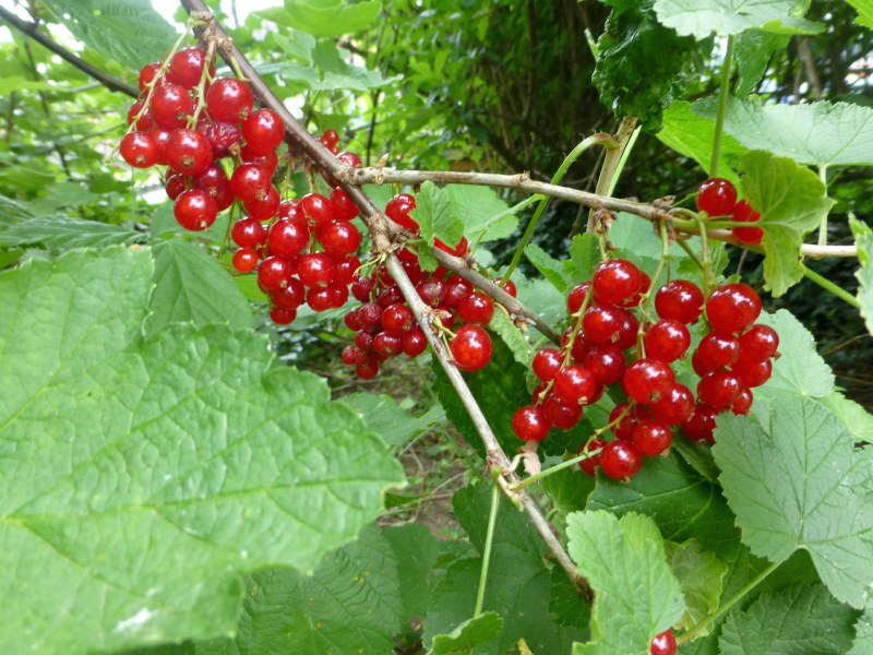 Johannisbeeren nur verkleinert