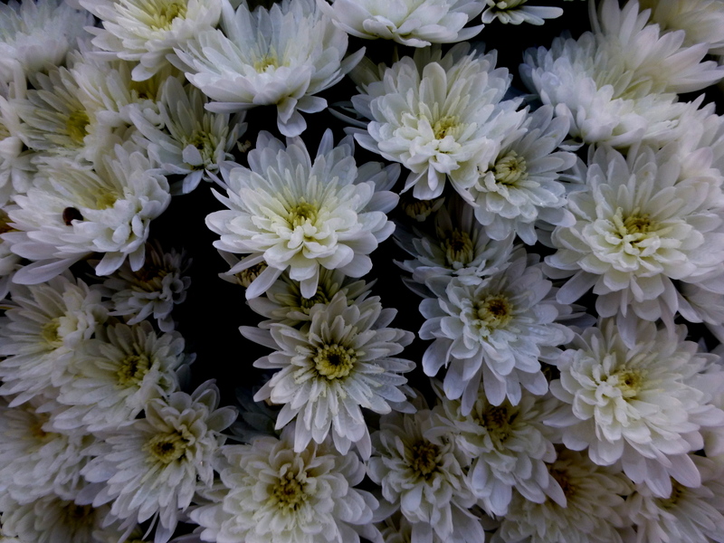 Chrysanthemen