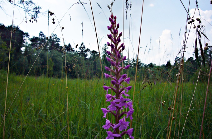 Blumenbestimmung 2