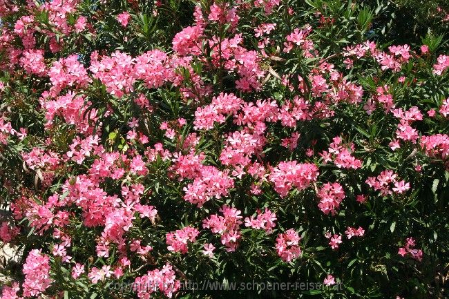 Oleander > Peljesac