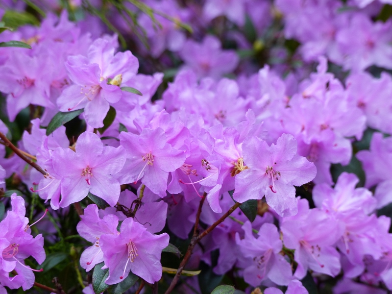 Rhododendron praecox