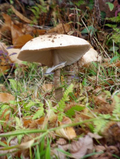 Parasol 6