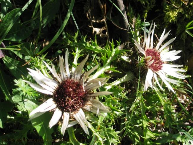 DISTEL> Silberdistel