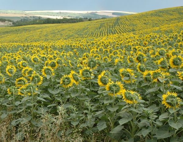 Sonnenblumenfeld in Ungarn2