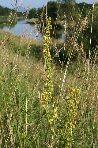 Schwarze Königskerze 2