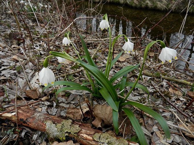 Frühlingsknotenblumen 6