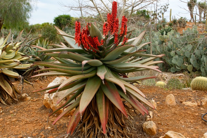 BOTANICACTUS > TINTENFISCH-ALOE