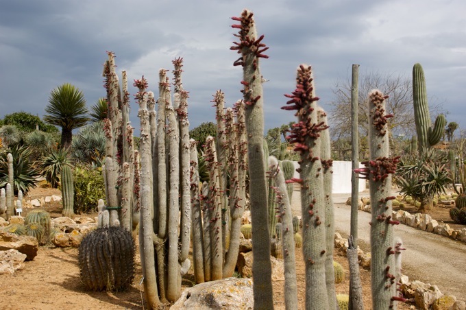 BOTANICACTUS > Cleisto-Kaktus