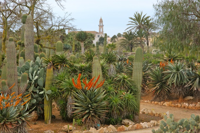 BOTANICACTUS > Botanischer Garten Mallorca