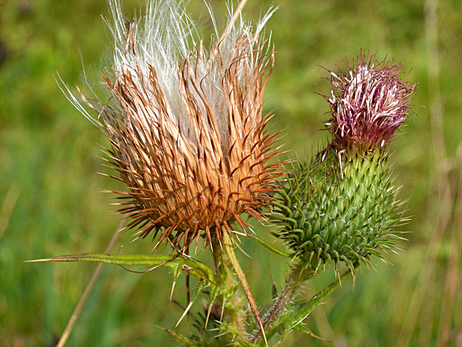 Die Distel