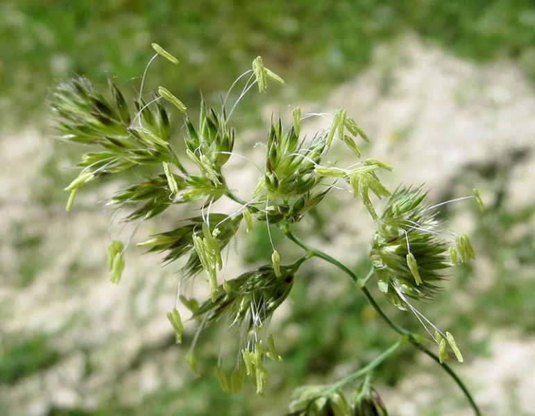 Gras1j