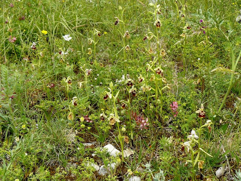 Orchideen auf Istrien
