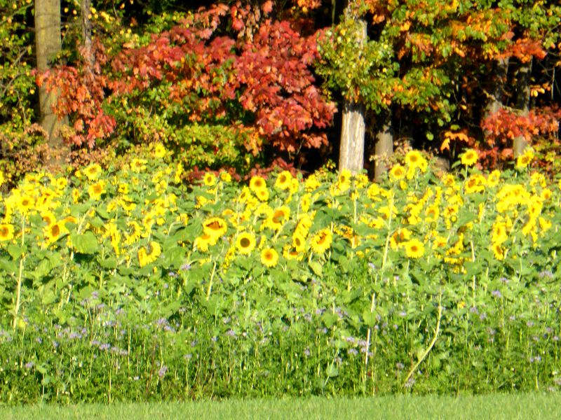 Herbstbild