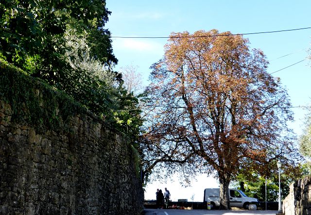 Herbstbaum