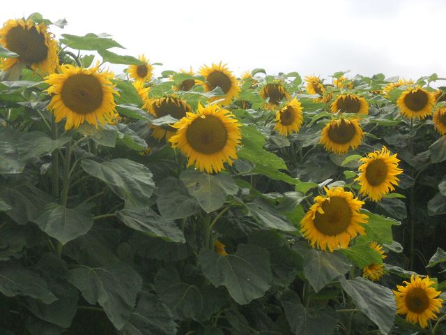 Sonnenblumen 2