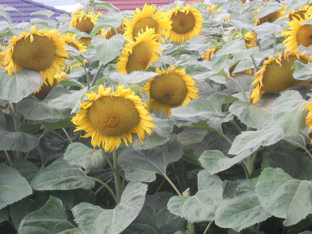 Sonnenblumen 6