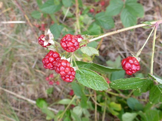 Herbst