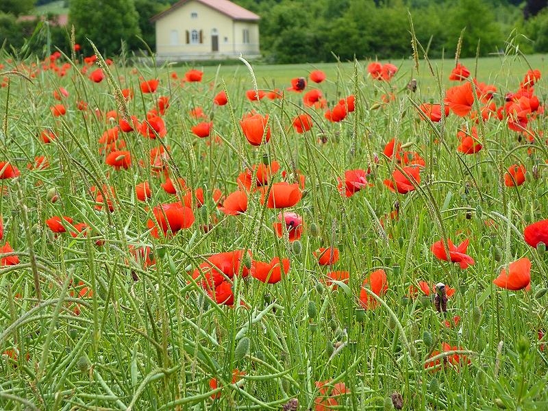 Mohn im Rapsfeld