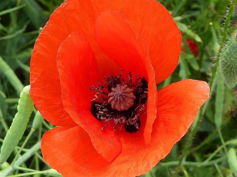 Mohn im Rapsfeld