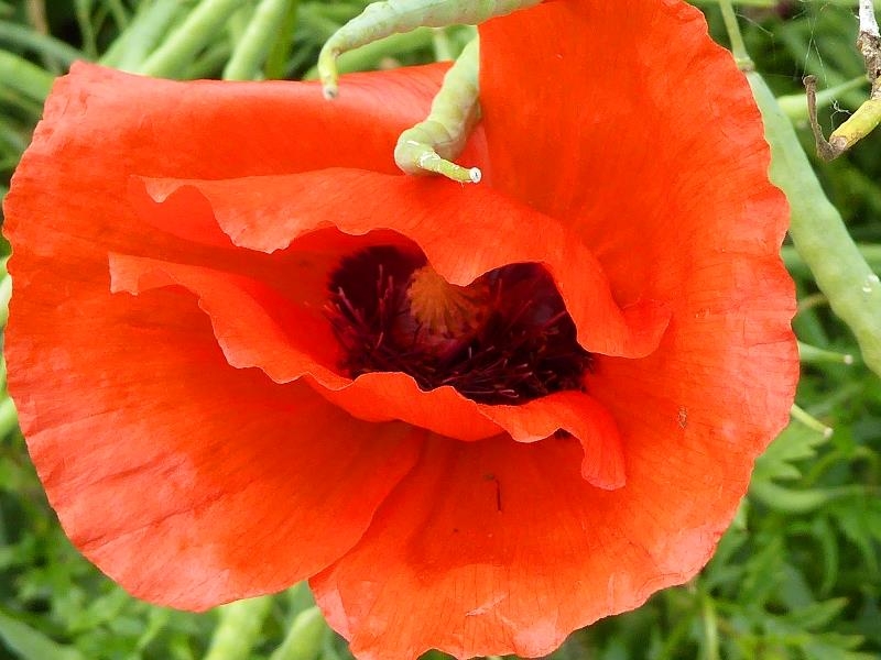 Mohn im Rapsfeld