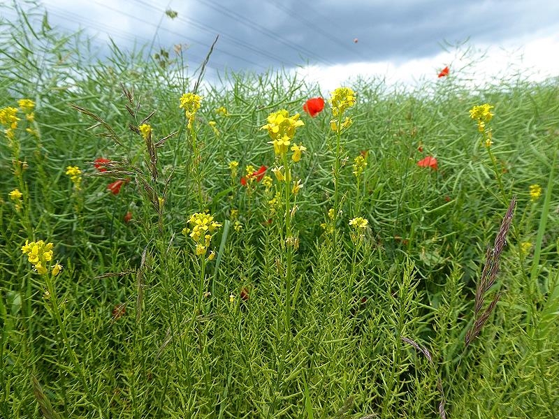 Mohn im Rapsfeld