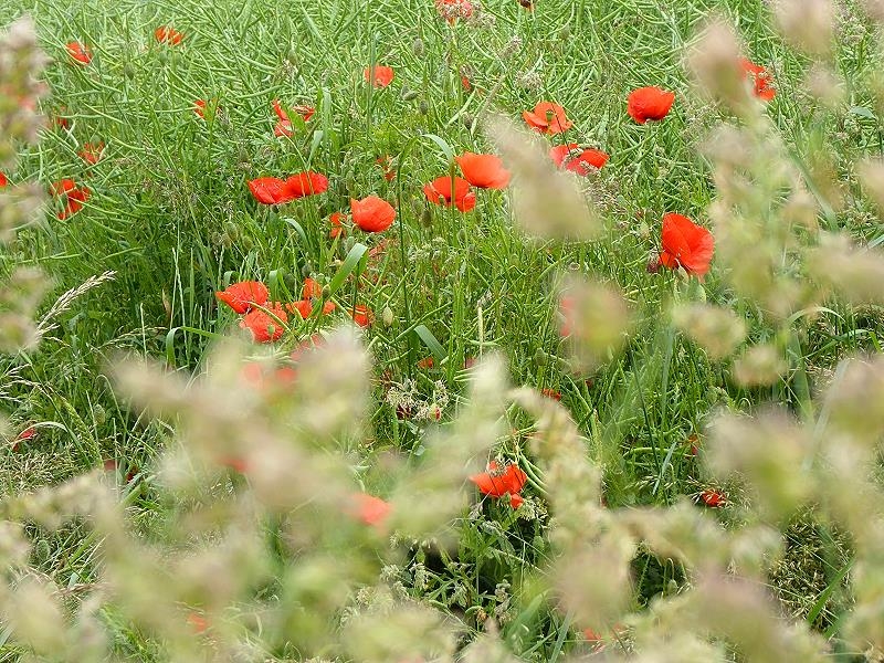 Mohn im Rapsfeld