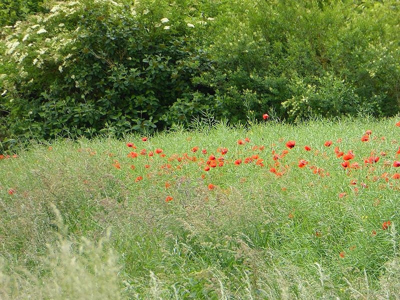 Mohn im Rapsfeld