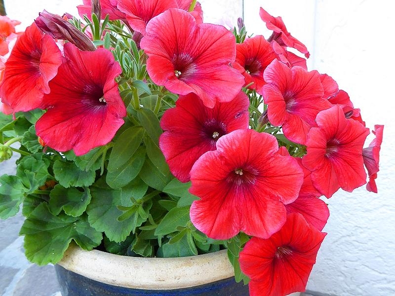 Im Garten