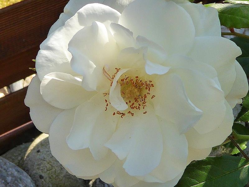 Im Garten