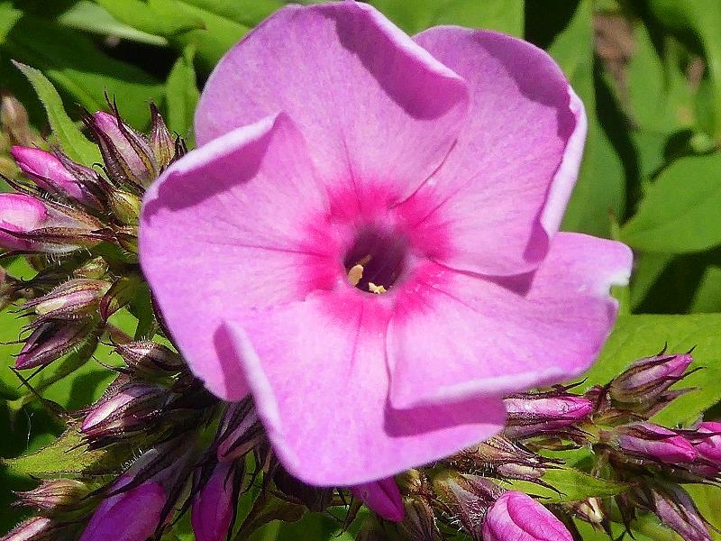 Im Garten