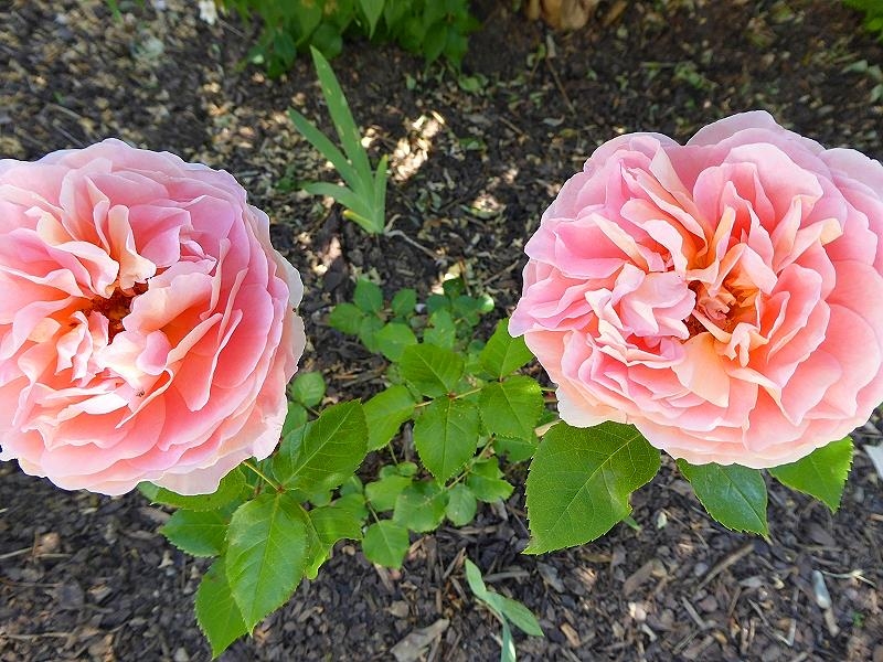 Im Garten