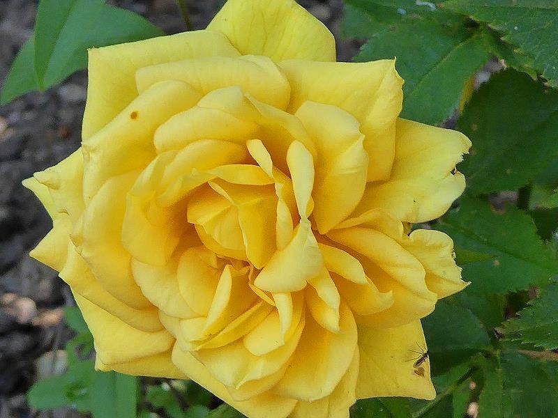 Im Garten