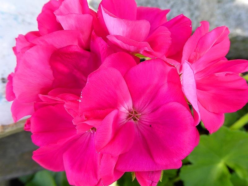 Im Garten