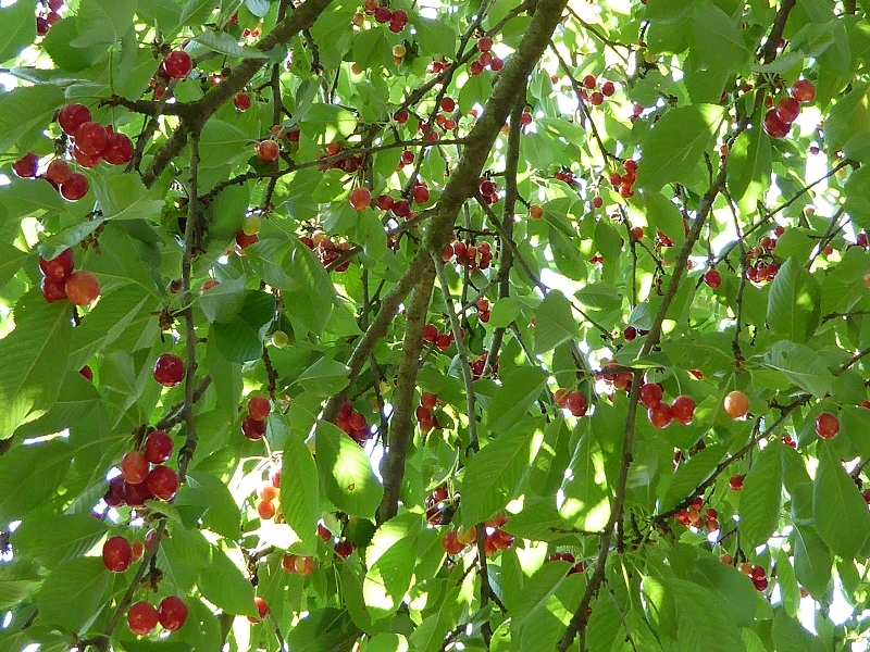 Garten-Schmetterlinge