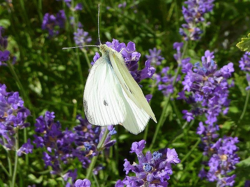 Garten-Neu