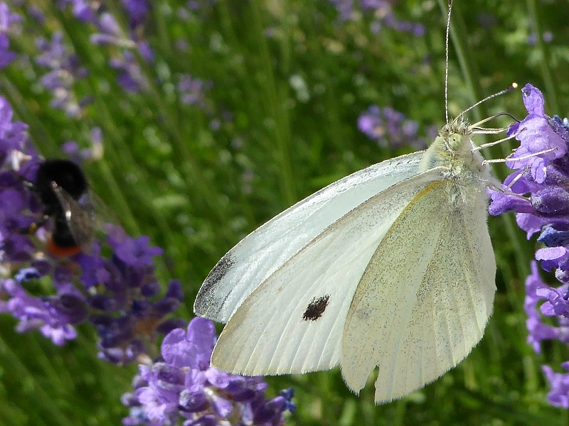 Garten-Schmetterlinge