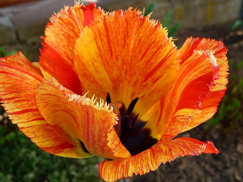 Frühlingsblumen