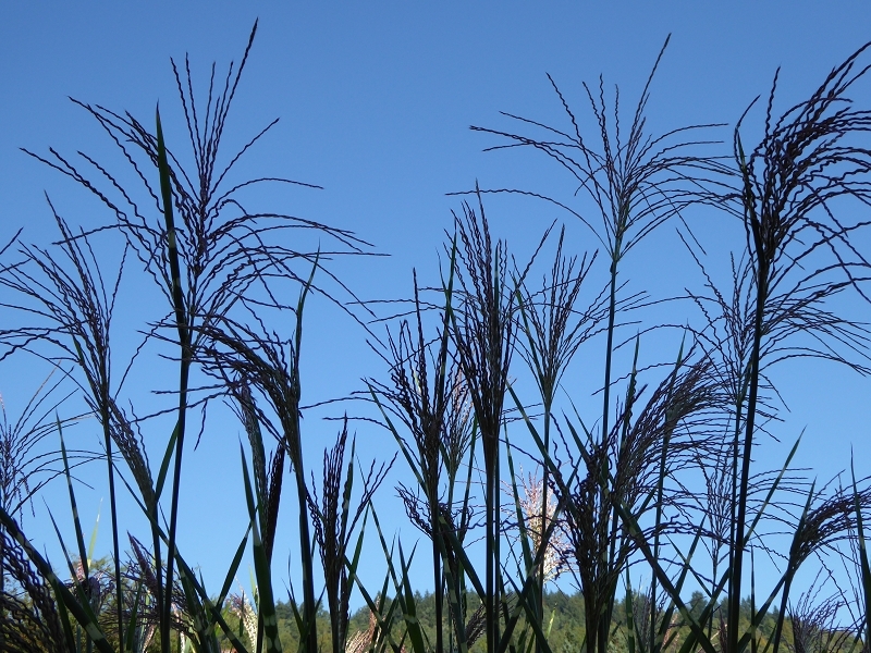 Im Garten im September 2014