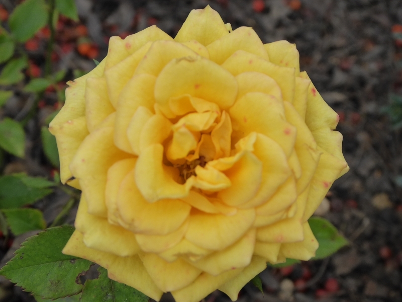Blumen 29.10.14