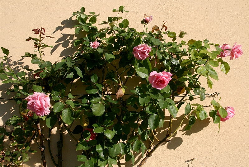Pentolina C 001 800