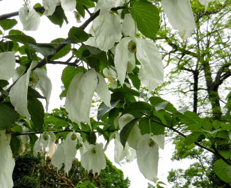 Taschentuchbaum  Meran 013 800