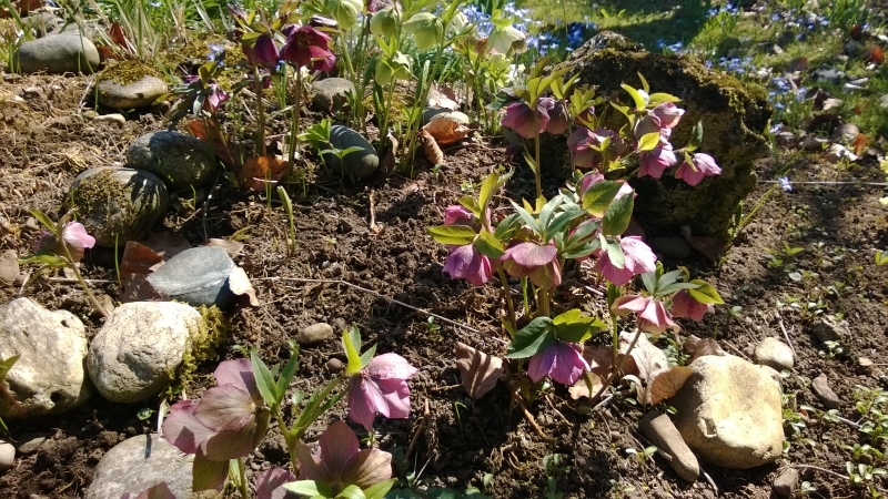 Frühling im Garten