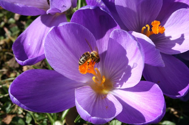 Krokus mit Biene