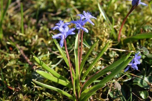 Blaustern oder Scilla