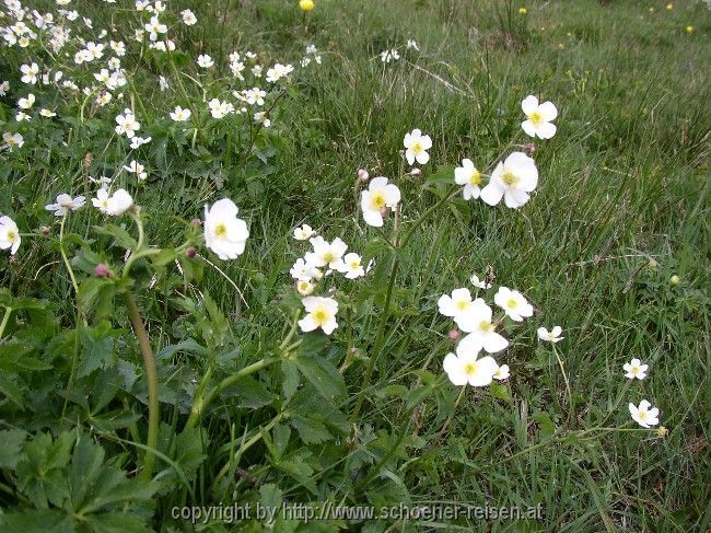 Frühling im Gebirge:Weißer Hahnenfuß