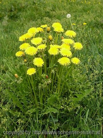 Frühling im Gebirge: Löwenzahn