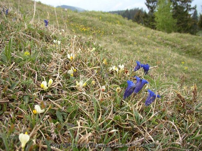 Almwiese im Frühling