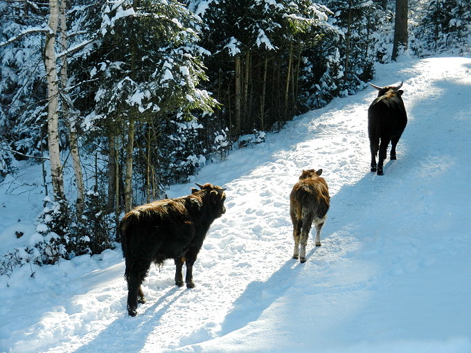 Nationalparkzentrum Falkenstein 8